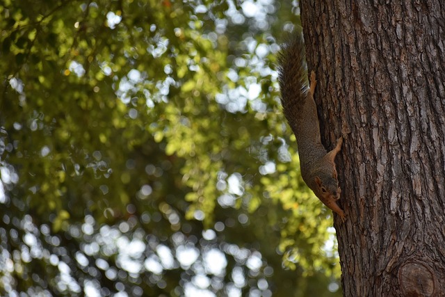 选国家队的 选国家队的